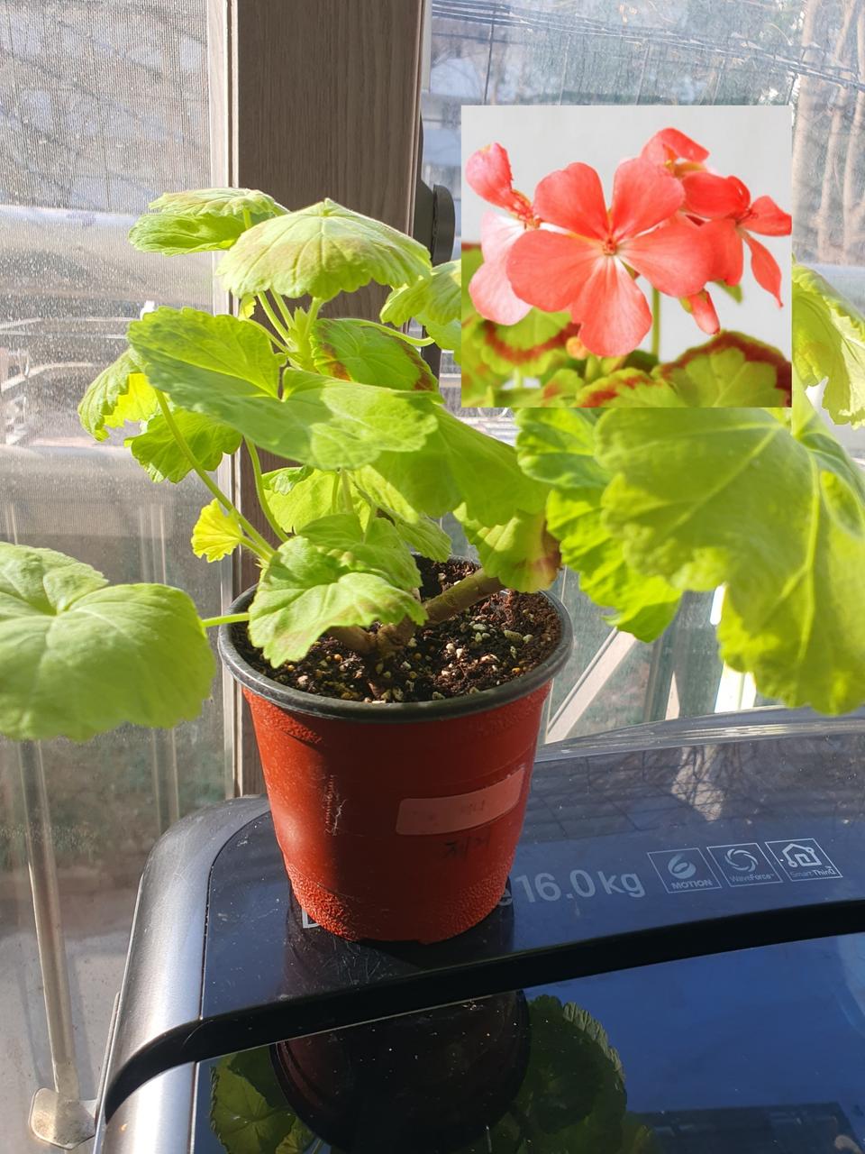 제라늄 제니/미시즈 퀄터