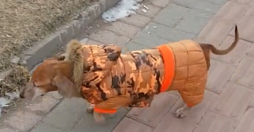 강쥐 패딩