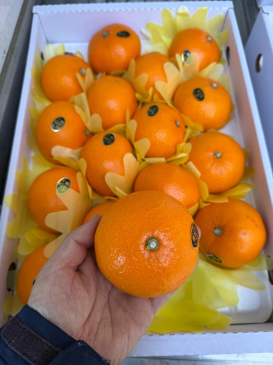 선물용 천혜향 특가 5키로16과28000