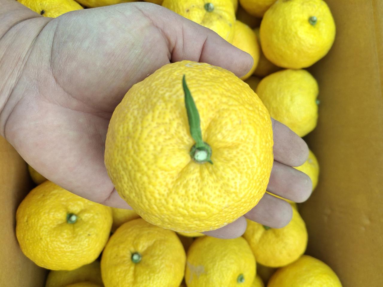 ●생유자3kg 전국어디에도 없는 마지막 생유자●3kg 29,500원