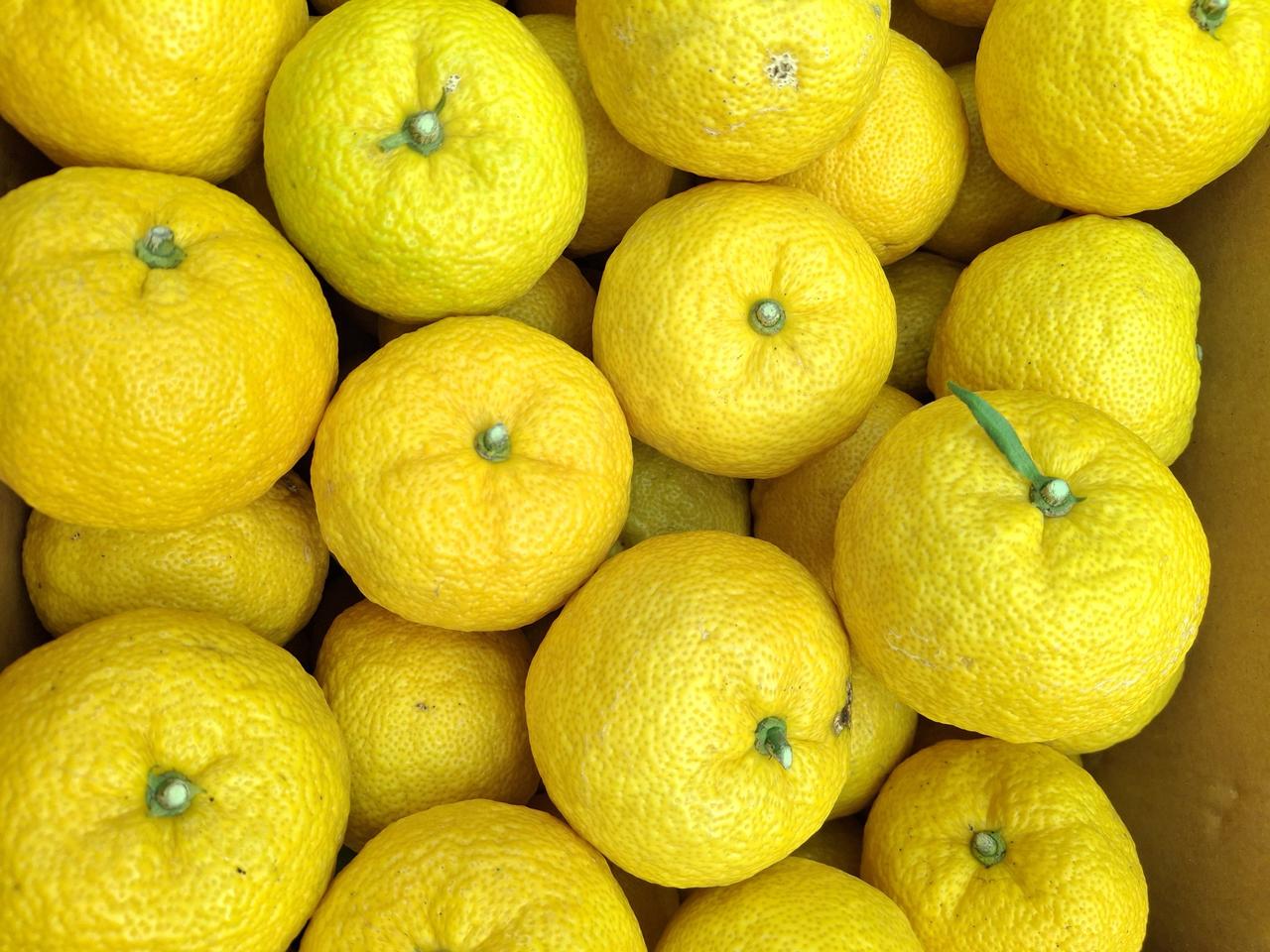 ●생유자5kg 전국어디에도 없는 마지막 생유자