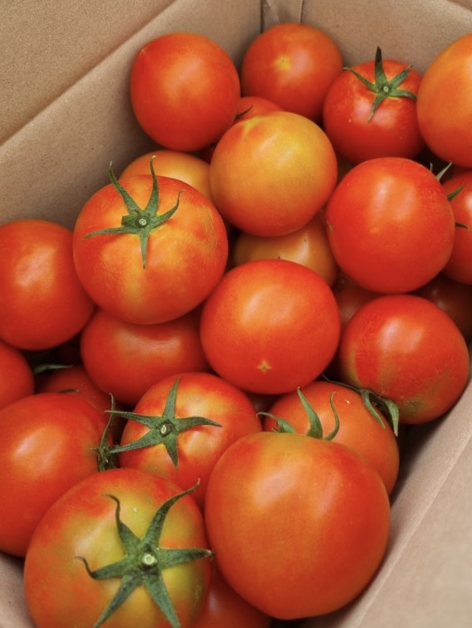 완숙토마토5kg 무료배송입니다