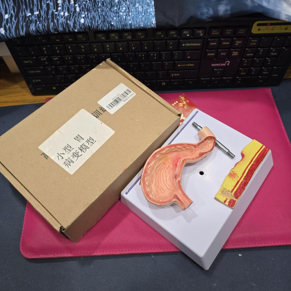 위병변 교육용 모델 / 해부학 실습 모형