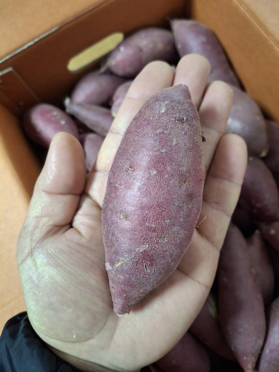 아산명물  밤고구마10kg 무료배송