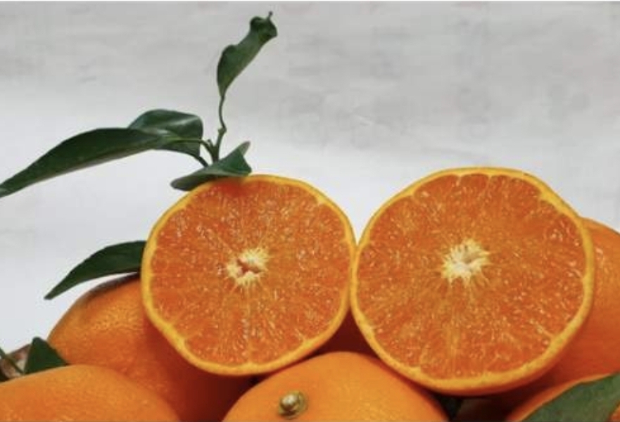 제주 천혜향5kg(소과) 무료배송