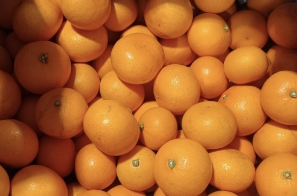 제주 천혜향10kg(소과) 무료배송입니다