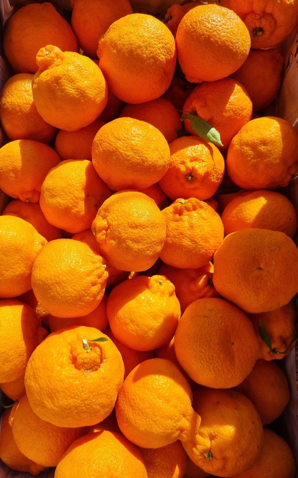 제주 한라봉10kg(소과) 무료배송입니다