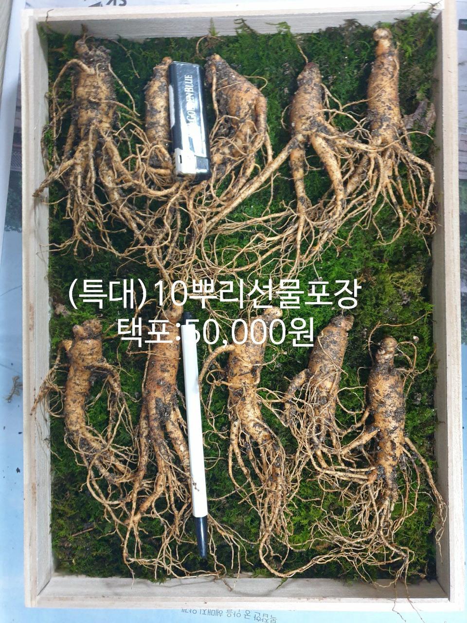 장뇌삼(특대)10뿌리선물세트