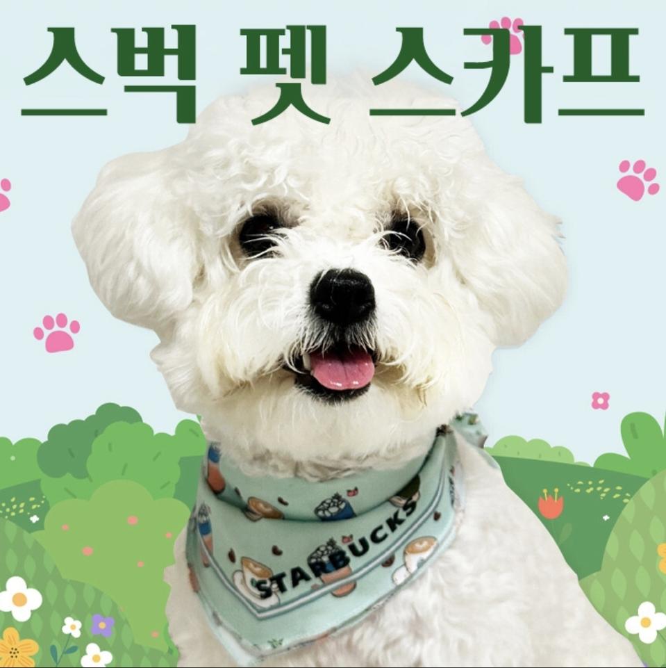 스타벅스 펫 스카프 민트, 핑크, 옐로우