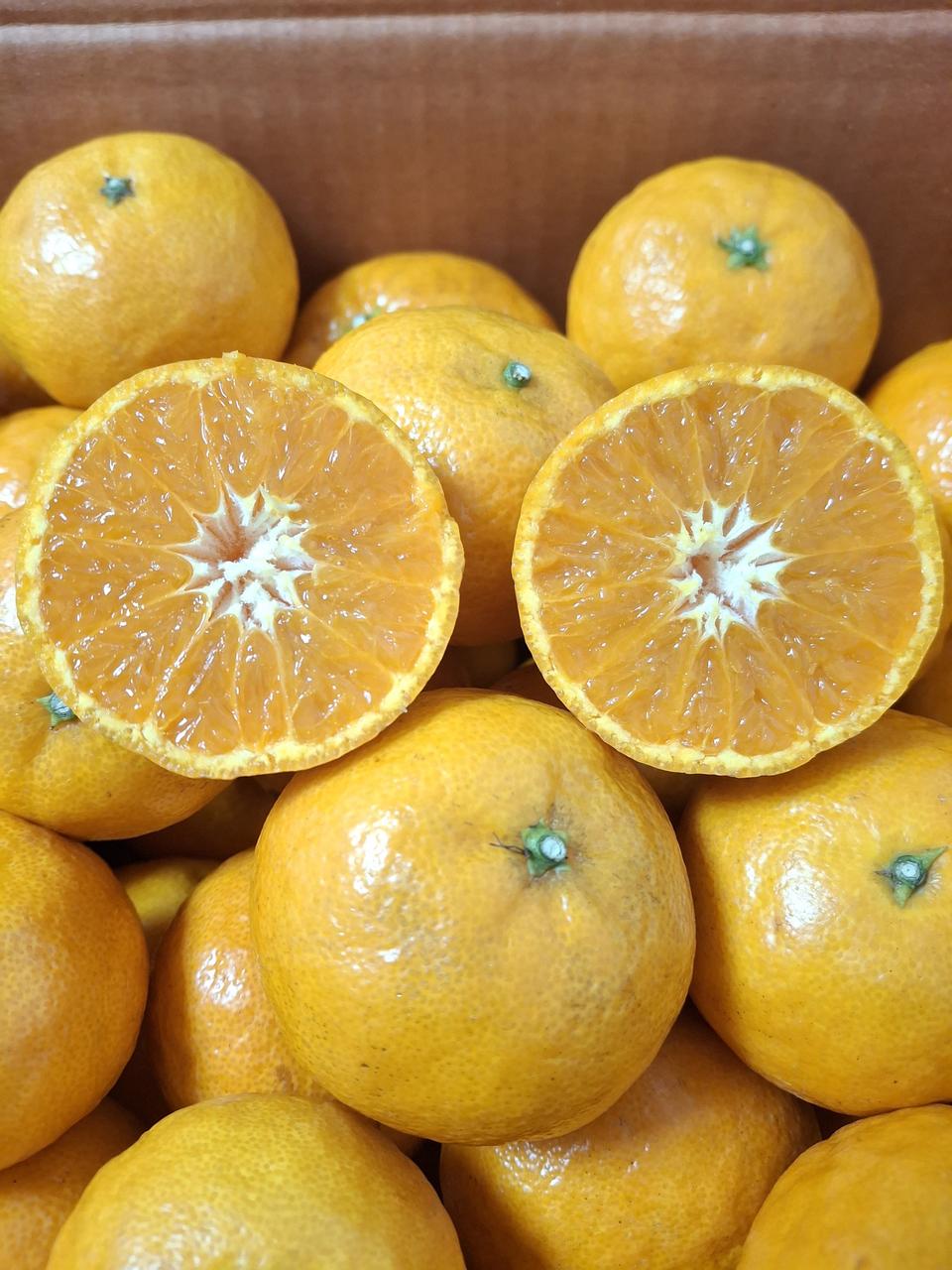 봄귤 카라향5kg 한정수량 무료배송입니다