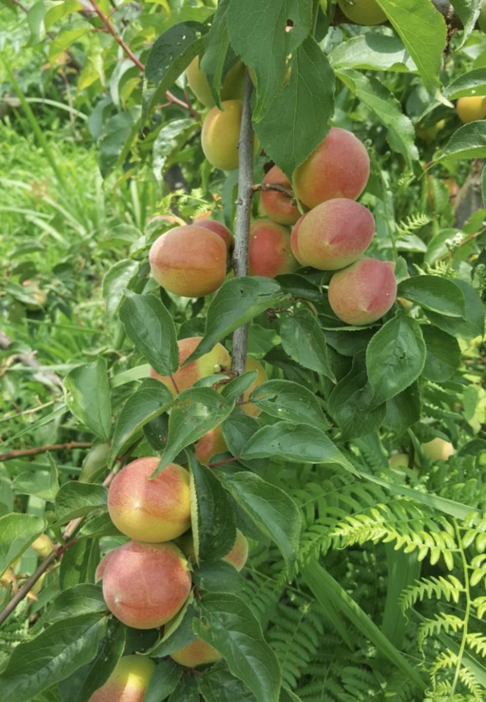 홍매실10kg 특대 무료배송