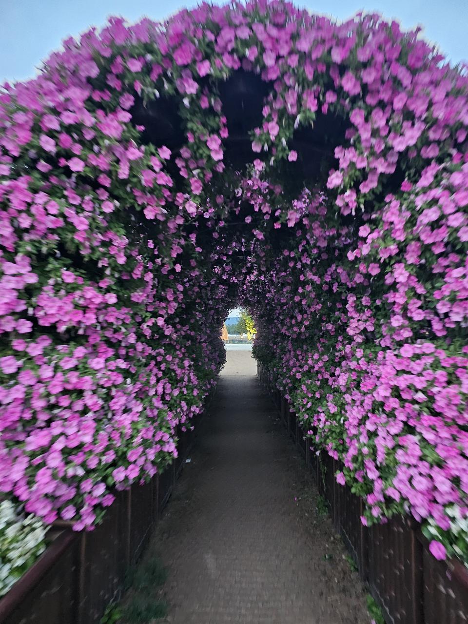 다이나핏 운동화 245