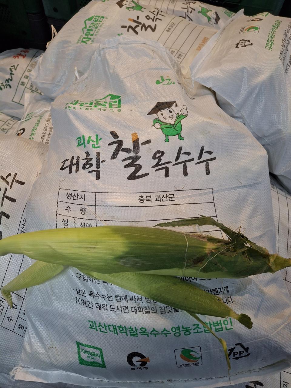 오리지날 괴산 대학찰옥수수 대학찰옥수수1자루30개 20,000원