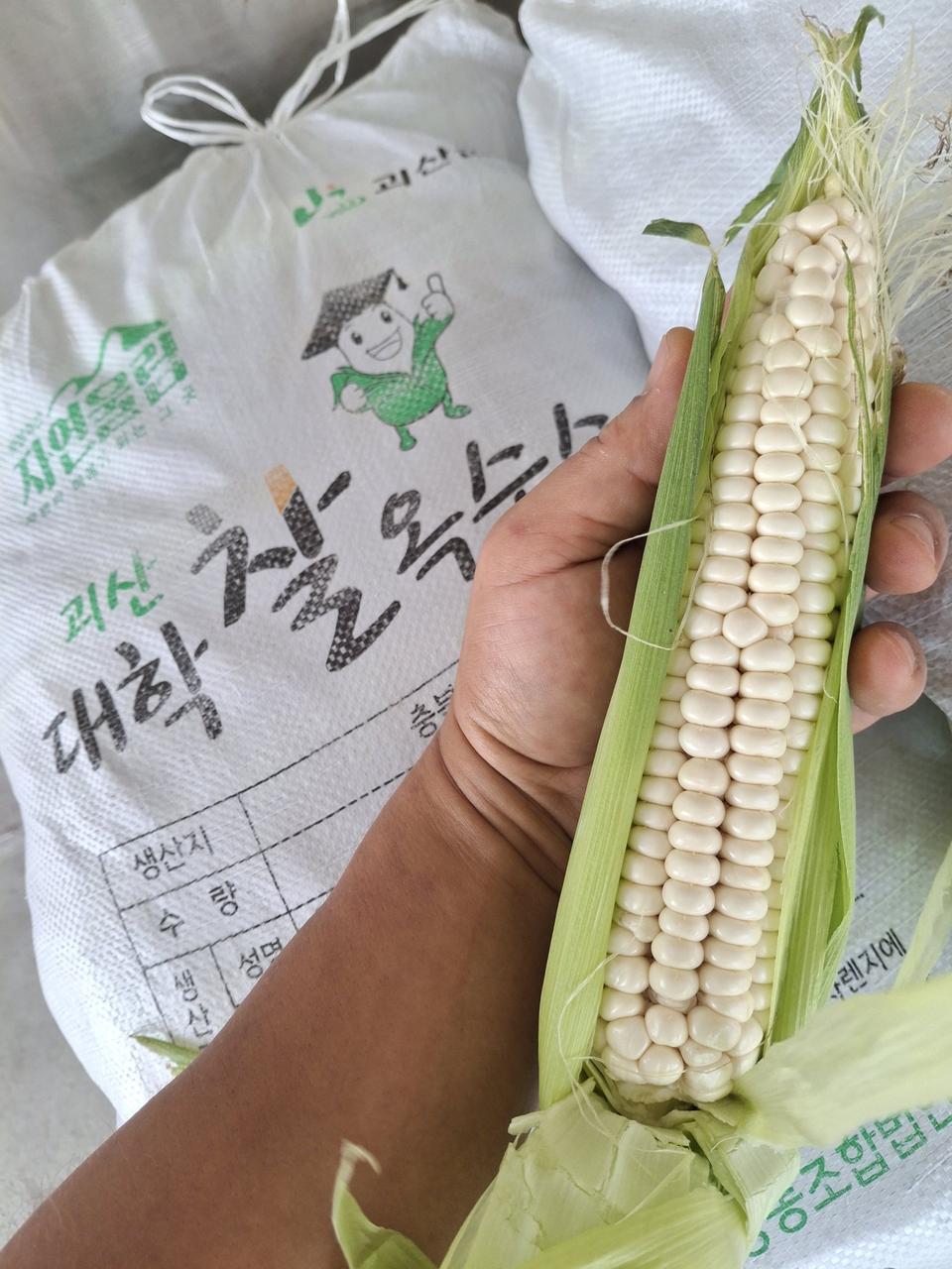 괴산 찰옥수수1자루30개 16,000 무료배송