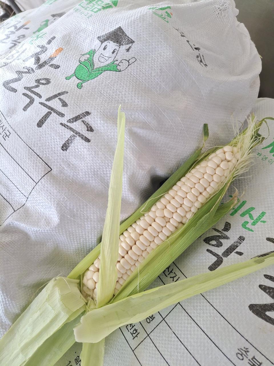 오리지날 괴산 대학찰옥수수1자루30개 ※무료배송