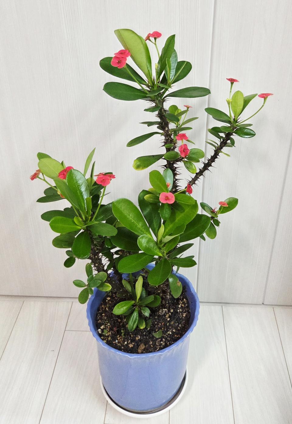 타임세일!!!  꽃기린 화분 높이 60cm