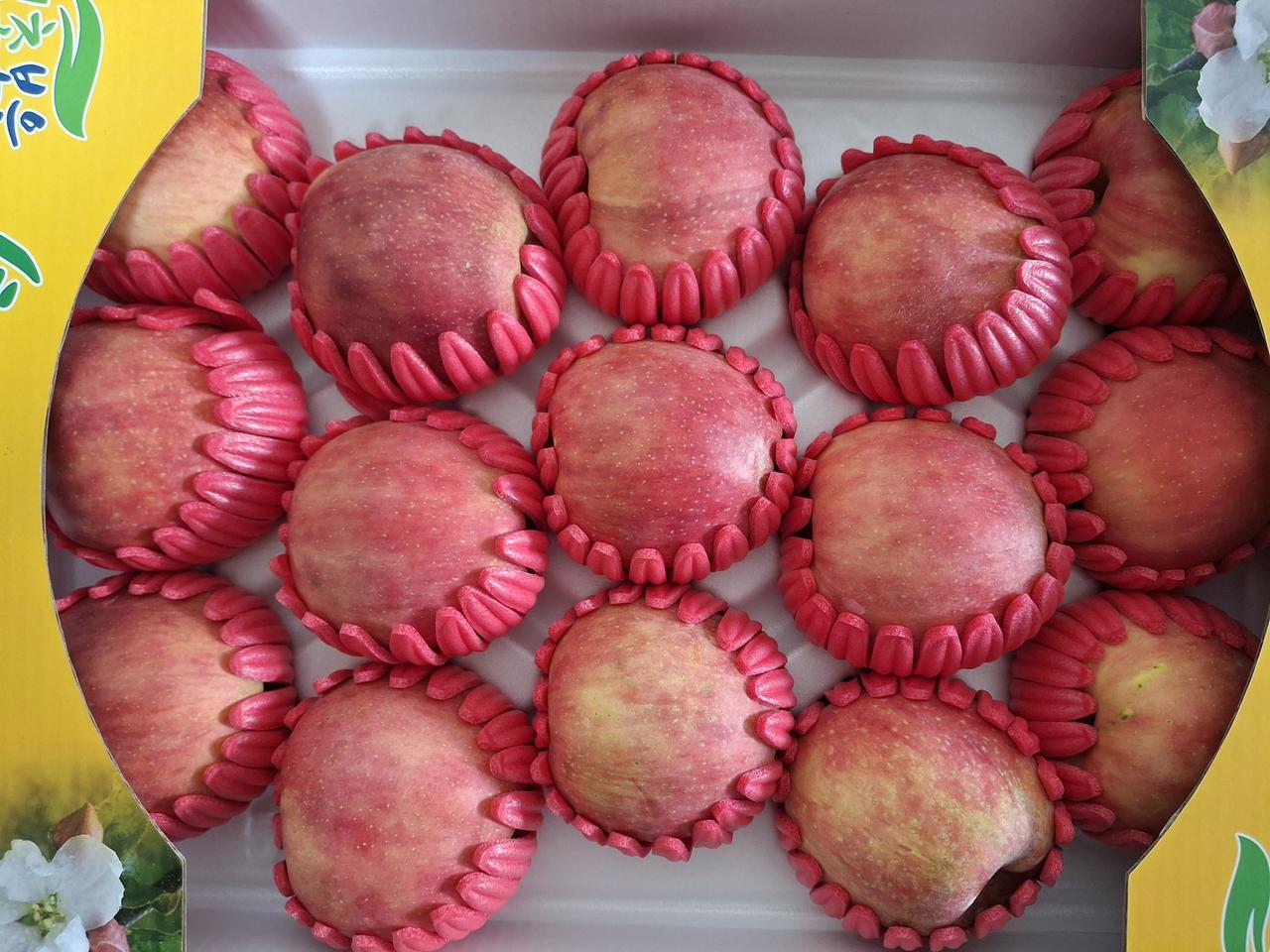 추석 선물용 햇 사과5kg  무료배송입니다