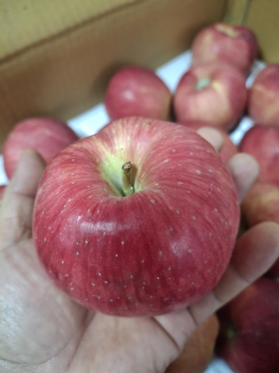 추석 햇 사과4.5kg 14과 무료배송 입니다