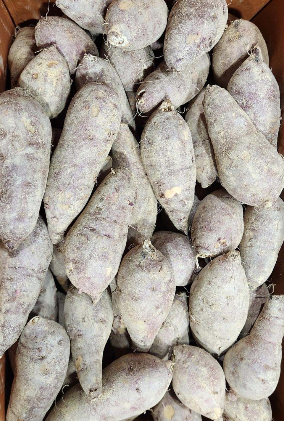 햇 꿀밤고구마5kg 무료배송입니다