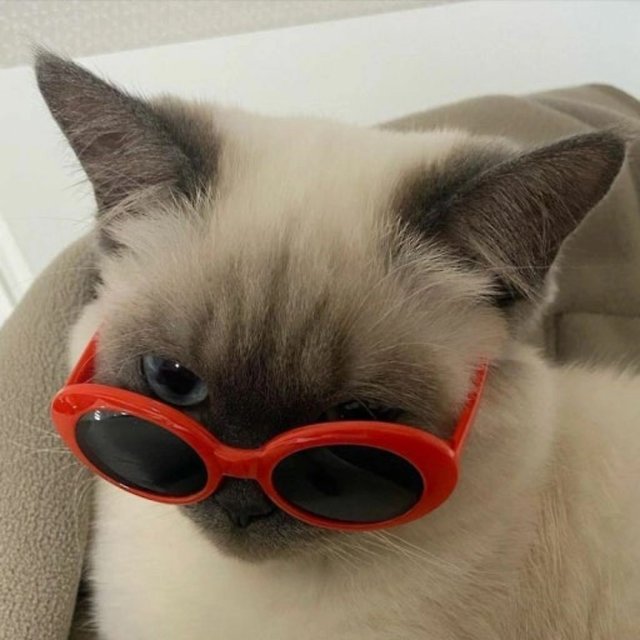profileImg
