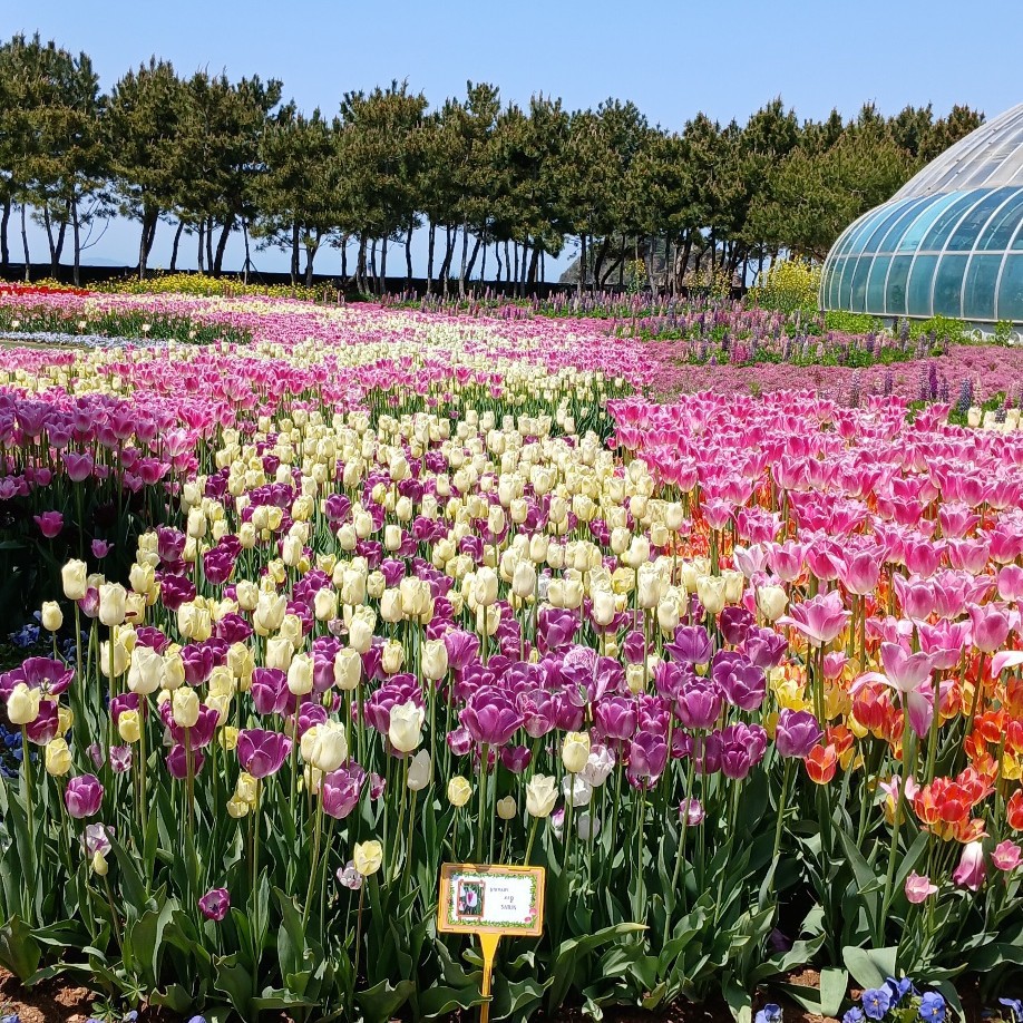 profileImg